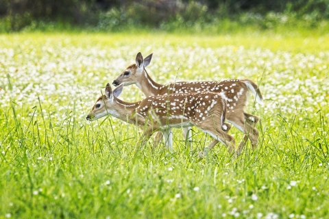 Twin white-tailed fawns at Aransas NWR