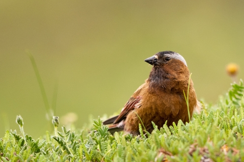 Close up view of gray-crowned rosy-finch