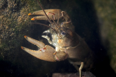 Closeup of crayfish on boulder