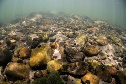 Underwater scene of stones and cobble