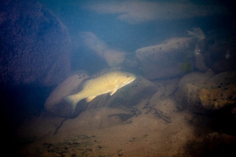 Smallmouth bass in the Cacapon river