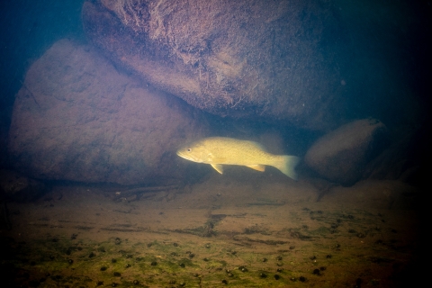 Smallmouth bass in Cacapon river