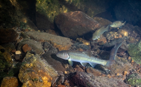 River chub in the Cacapon river