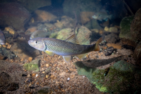 River chub in the Cacapon River
