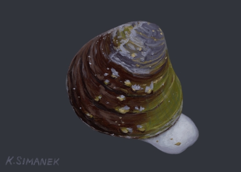 Illustration of Fanshell Mussel