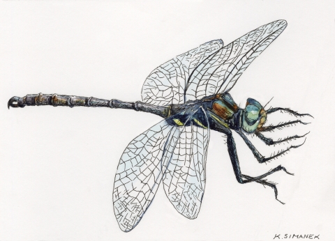 Illustration of Hine's Emerald Dragonfly. Endangered and /or Threatened species.
