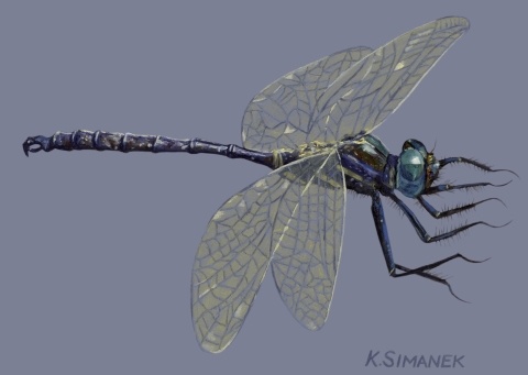 	Illustration of Hine's Emerald Dragonfly. Endangered and /or Threatened species.