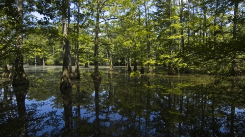 Aransas National Wildlife Refuge