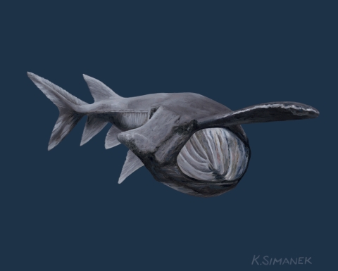 Illustration of Paddlefish. The American Paddleﬁsh inhabits large, slow‐ﬂowing, freshwater rivers such as the Mississippi River and its tributaries.