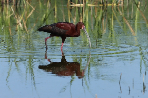 	White-faced ibis is a shallow water dependent migratory bird that can be found throughout the Huron Wetland Management District