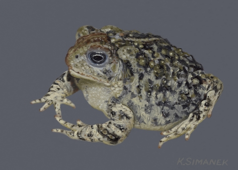 	Illustration of Wyoming Toad. Endangered and /or Threatened