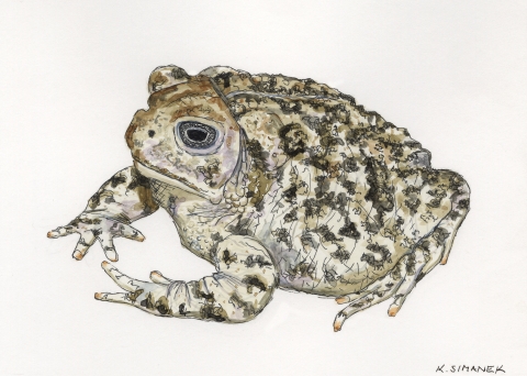 	Illustration of Wyoming Toad. Endangered and /or Threatened
