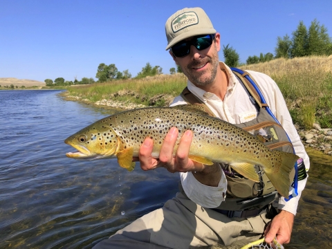 Fly fisherman releasing brown trout