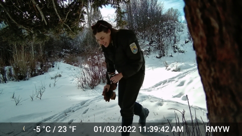 Trail camera footage showing Kari Cieszkiewicz crossing snowy field. Kari is testing methods for retrieving footage. Kari is an education and outreach coordinator for National Elk Refuge.