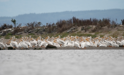 Colony of American white pelicans at Lower Columbia River