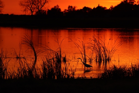 Great egret at sunset. Maga Ta-Hohpi Waterfowl Production Area