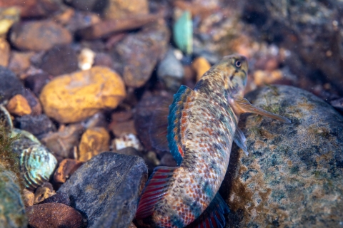 Rainbow darter in the Potomac river