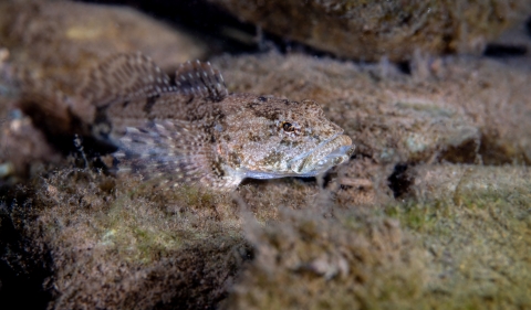 Potomac sculpin in Seneca Creek.