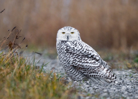 Snowy owl in the rain at Pointe Mouillee State Game Area