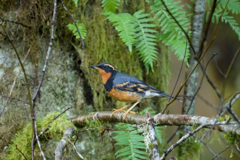 Varied thrush at Julia Butler Hansen Refuge for the Columbian White-tailed Deer
