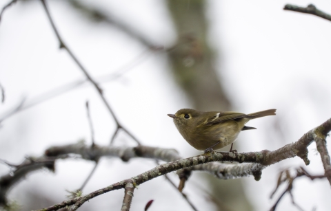 Hutton's vireo on tree branch