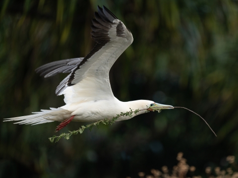 A male 'ā or (red-footed booby) carries nesting material near Kīlauea Point, Hawaii. Typically, male 'ā begin to gather nesting material in late February. Female 'ā use the material to build the pair’s nest.