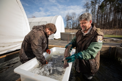 Sorting ripe from unripe trout. The process of sorting spawning trout from non-spawning trout