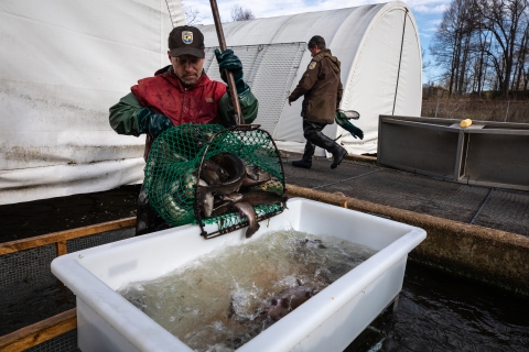 Sorting ripe from unripe trout. Process of sorting spawning trout from non-spawning trout. Erwin National Fish Hatchery