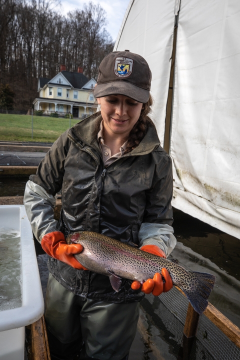 Sorting spawning rainbow trout from non-spawning rainbow trout