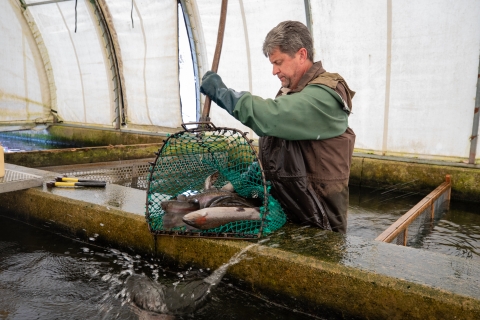 Netting rainbow trout at Erwin National Fish Hatchery