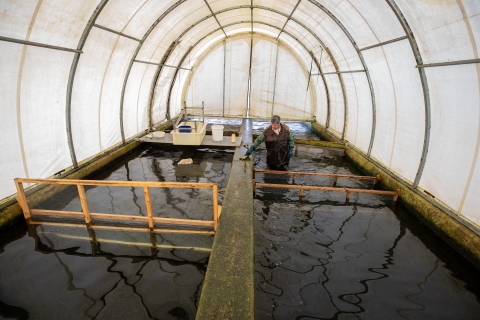 Crowding rainbow trout at Erwin National Fish Hatchery