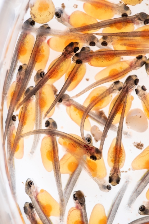 Rainbow trout sac fry at Erwin National Fish Hatchery
