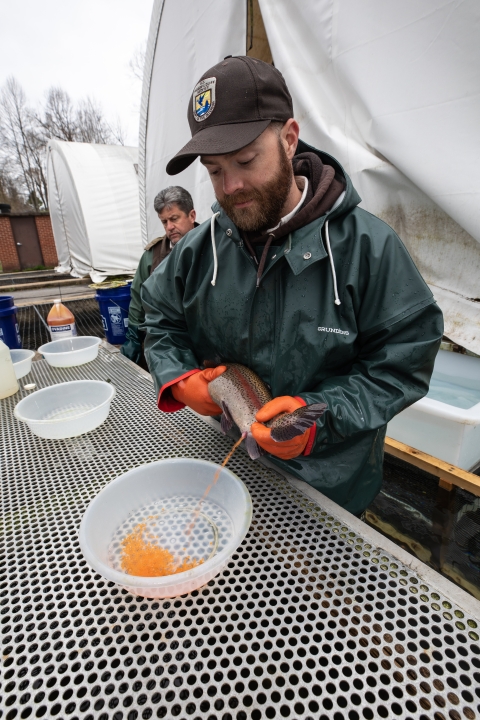 Spawning rainbow trout at Erwin National Fish Hatchery