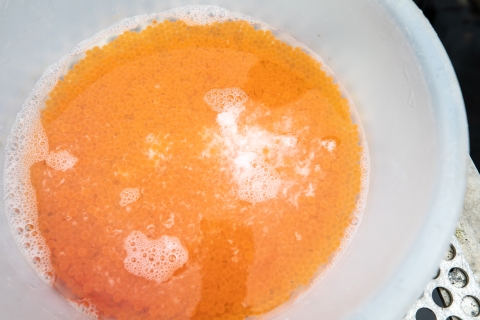 Spawning rainbow trout at Erwin National Wildlife Refuge