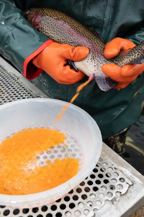 Spawning rainbow trout at Erwin National Fish Hatchery