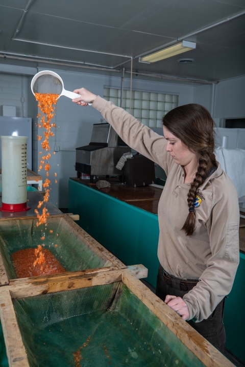 Shocking rainbow trout eggs at Erwin National Fish Hatchery