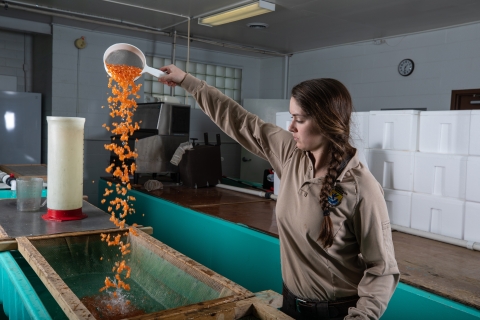 Shocking rainbow trout eggs. Erwin National Fish Hatchery