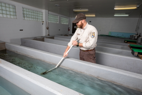 Cleaning raceway for rainbow trout
