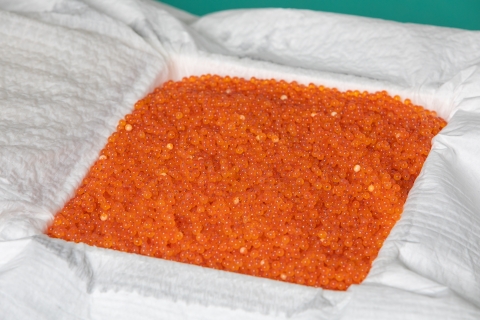Packing trout eggs for shipping from Erwin National Fish Hatchery