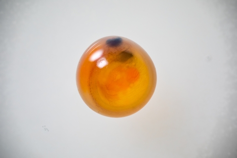 Rainbow trout egg ready to hatch. Erwin National Fish Hatchery