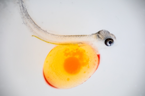 Newly hatched rainbow trout sac fry