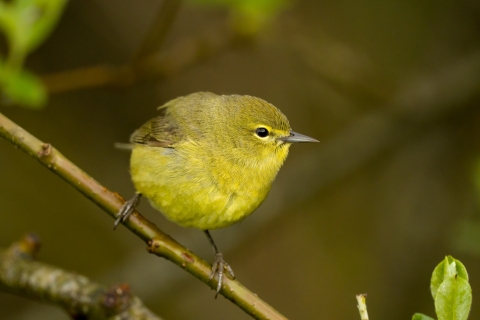 Orange-crowned warbler at Julia Butler Hansen Refuge for the Columbian White-tailed Deer