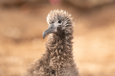 Laysan albatross nestling period lasts approximately 165 days. In that time, both parents take turns with feedings and travel thousands of miles to northern waters where their squid is more abundant.