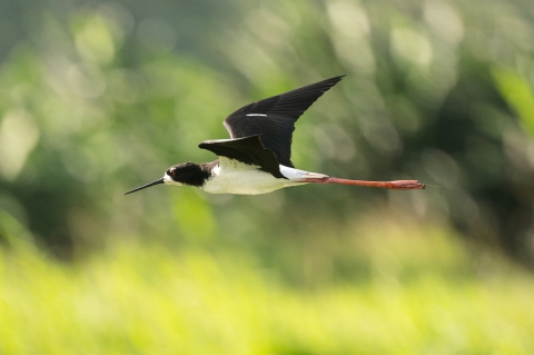 	‘Ae‘o (Hawaiian stilt) are opportunistic feeders. They prey on polychaete worms, crustaceans, insects, tadpoles, and small fish in shallow waters or mudflats.