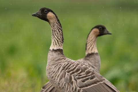 Nēnē (Hawaiian goose) are endemic to Hawai‘i. They typically mate for life.