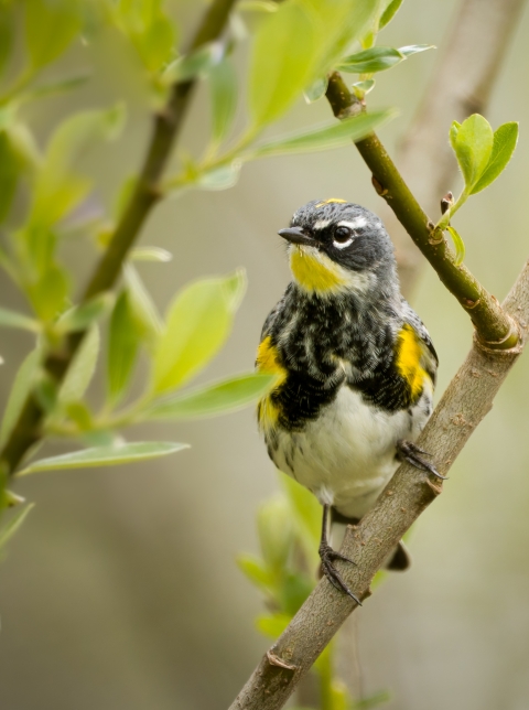 Yellow-rumped warbler (Myrtle's x Audubon's Intergrade)