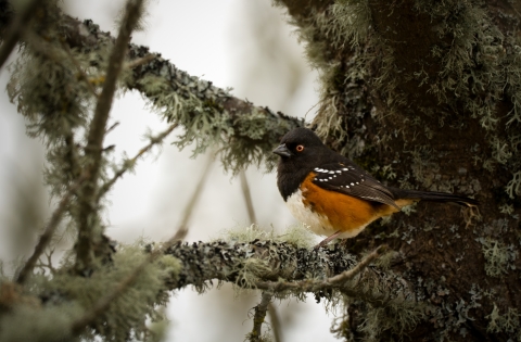 Male spotted towhee at Tualatin River National Wildlife Refuge