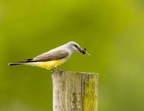 Western kingbird with a snack at Julia Butler Hansen Refuge for the Columbian White-tailed Deer