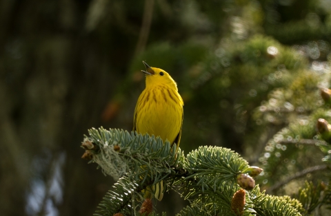 Yellow warbler on branch at Julia Butler Hansen Refuge for Columbian White-tailed Deer