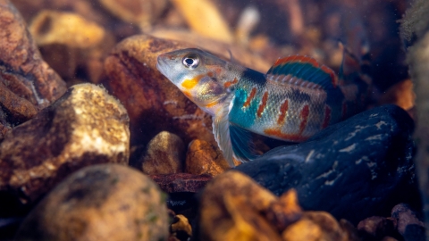 Candy darter in freshwater stream. Endangered and/or Threatened species